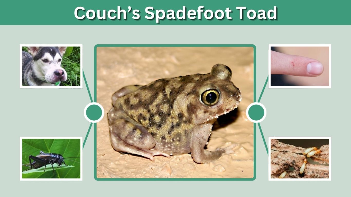Couch’s Spadefoot Toad: Facts, Habitat, Diet & Call