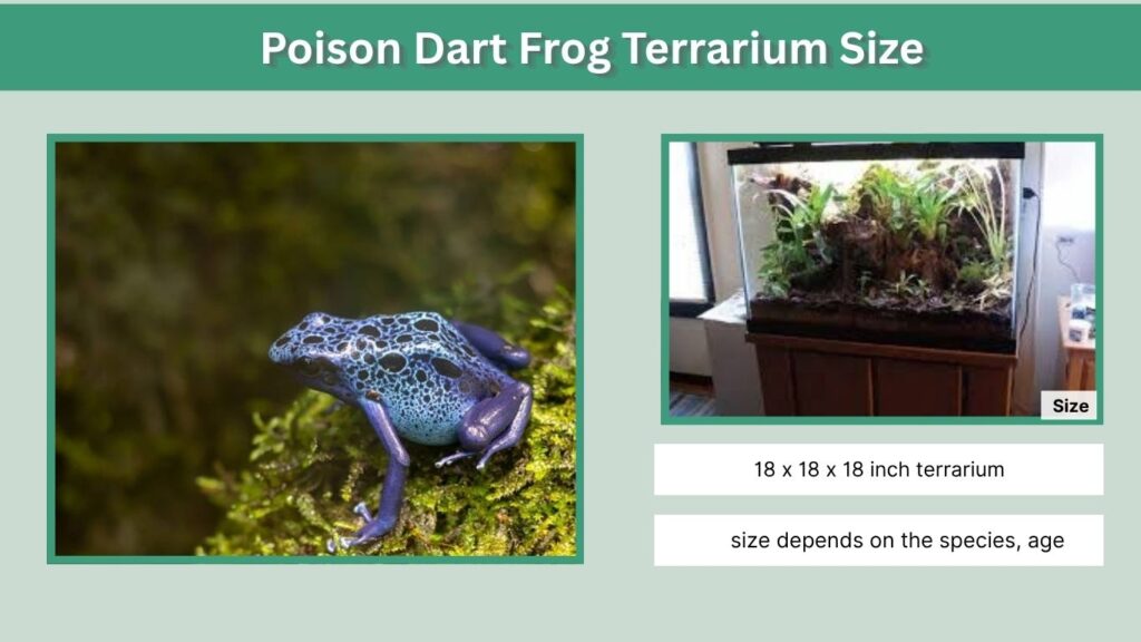 Poison Dart Frog Terrarium Size