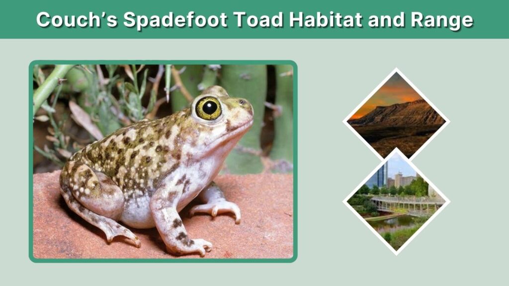 Couch’s Spadefoot Toad Habitat and Range