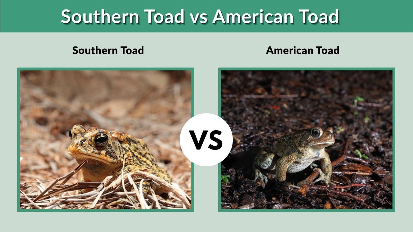 Southern Toad vs American Toad: Key Differences