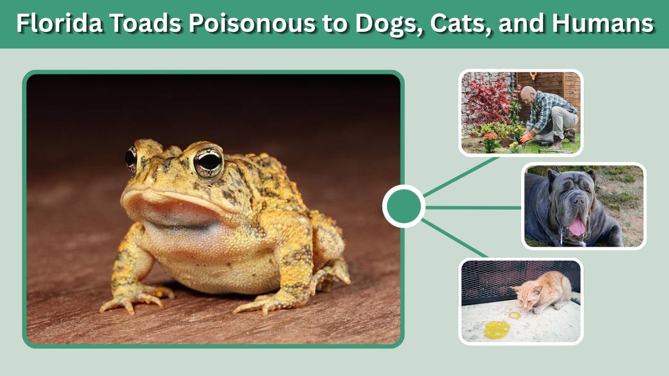 Florida Toads Poisonous to Dogs, Cats, and Humans