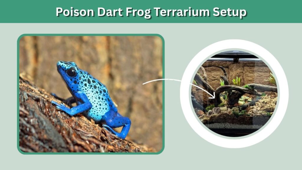 Poison Dart Frog Terrarium Setup