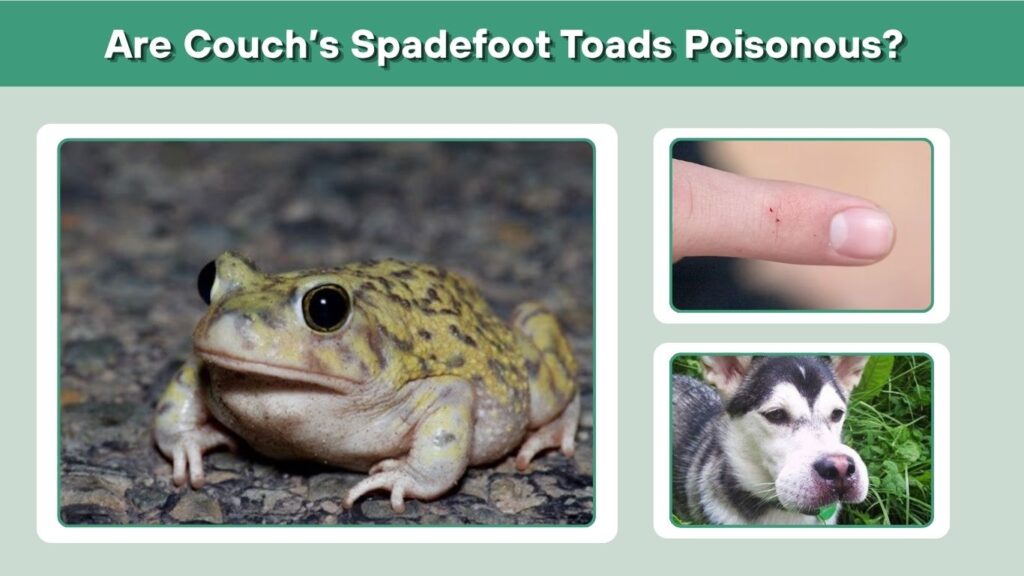 Are Couch’s Spadefoot Toads Poisonous?
