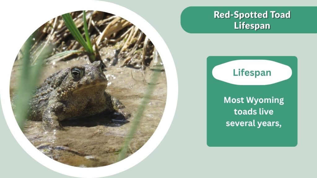 Wyoming Toad Lifespan