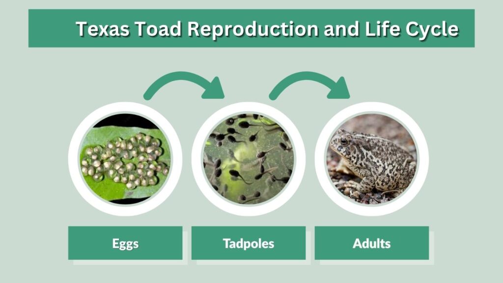 Texas Toad Reproduction and Life Cycle