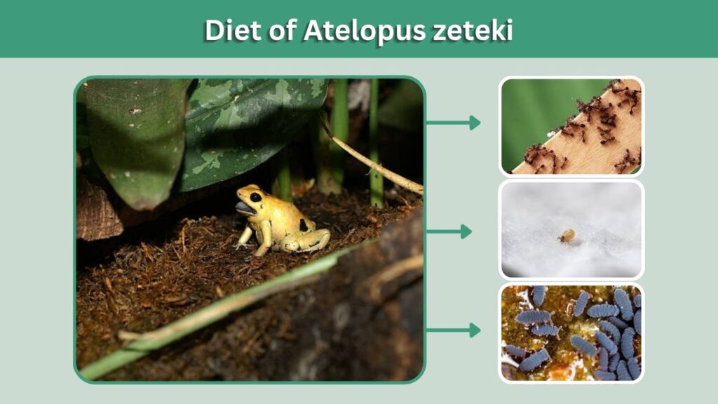 Diet of Atelopus zeteki