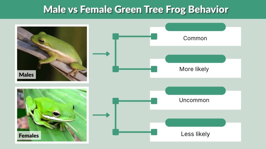 Male vs Female Green Tree Frog Behavior