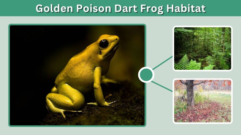 Golden Poison Dart Frog Habitat