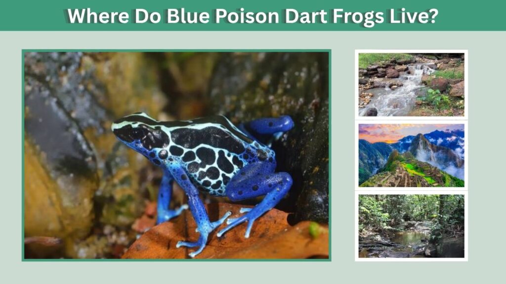 Where Do Blue Poison Dart Frogs Live?