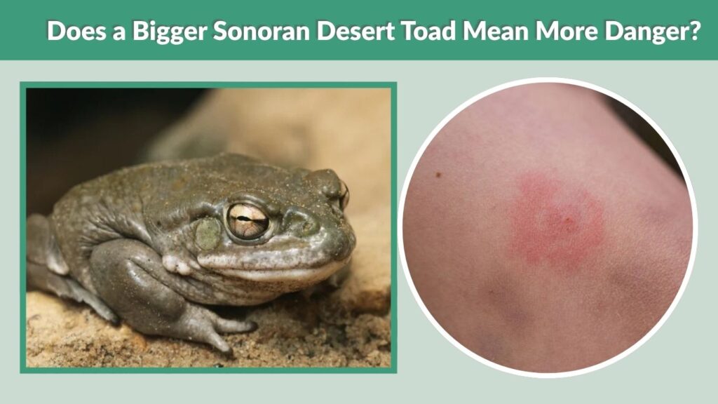 Does a Bigger Sonoran Desert Toad Mean More Danger?