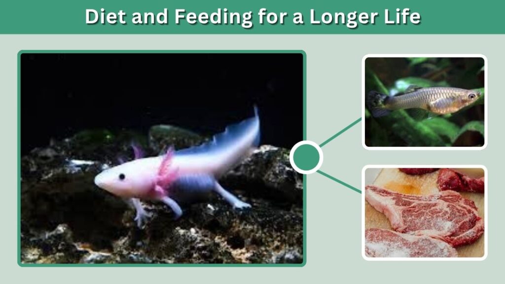 Diet and Feeding for a Longer Life