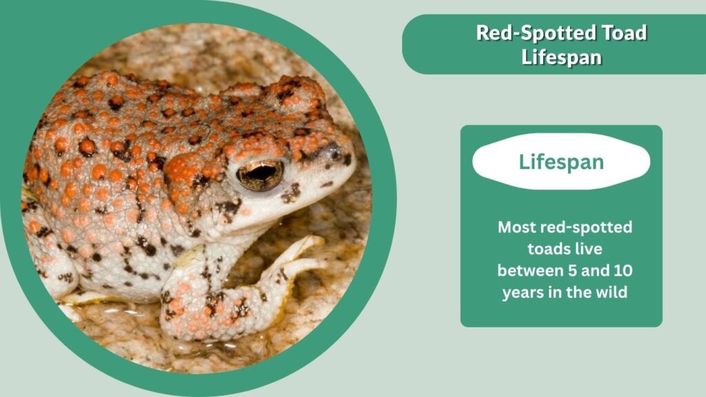 Red-Spotted Toad Lifespan