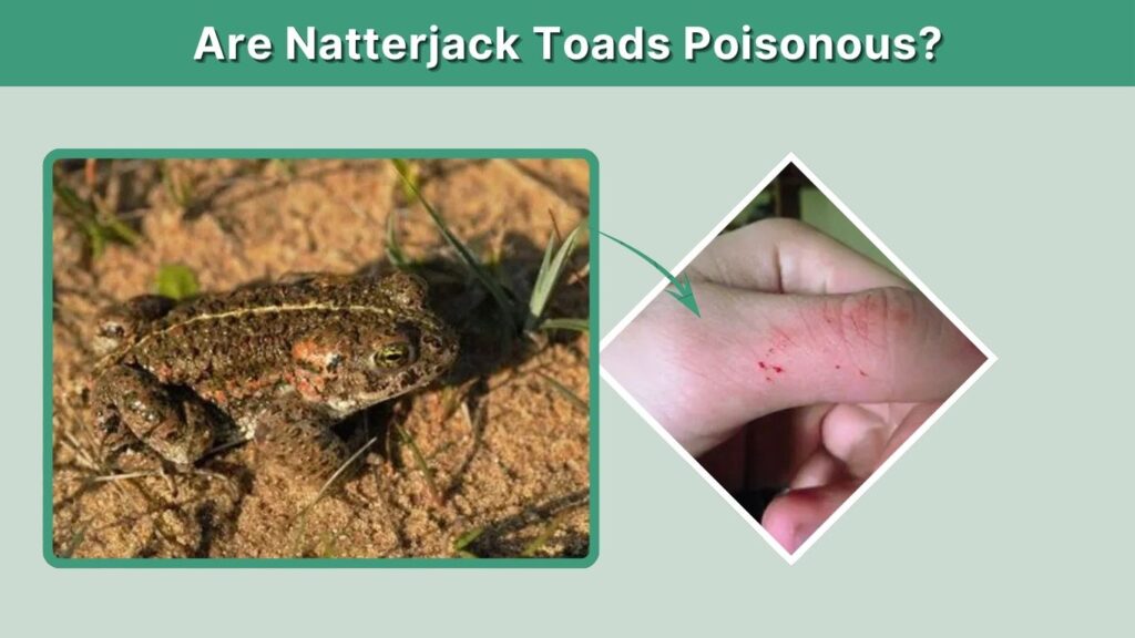 Are Natterjack Toads Poisonous?