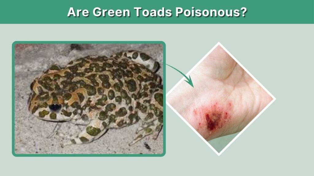 Are Green Toads Poisonous?