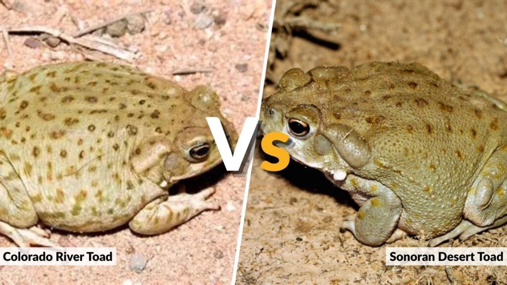 Colorado River Toad vs Sonoran Desert Toad