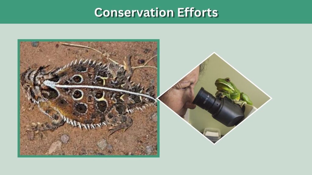 Conservation Efforts