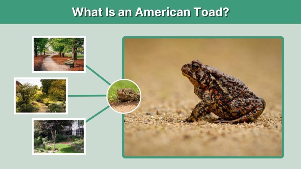 What Is an American Toad?What Is an American Toad?What Is an American Toad?What Is an American Toad?What Is an American Toad?What Is an American Toad?What Is an American Toad?What Is an American Toad?What Is an American Toad?What Is an American Toad?What Is an American Toad?What Is an American Toad?What Is an American Toad?What Is an American Toad?What Is an American Toad?What Is an American Toad?What Is an American Toad?What Is an American Toad?What Is an American Toad?What Is an American Toad?What Is an American Toad?What Is an American Toad?What Is an American Toad?What Is an American Toad?What Is an American Toad?