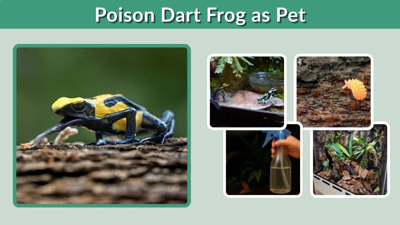 Poison Dart Frog as Pet: Care, Diet, Cost, and Lifespan