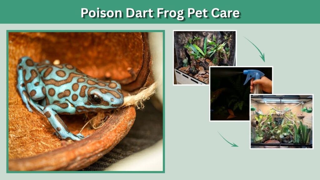Poison Dart Frog Pet Care