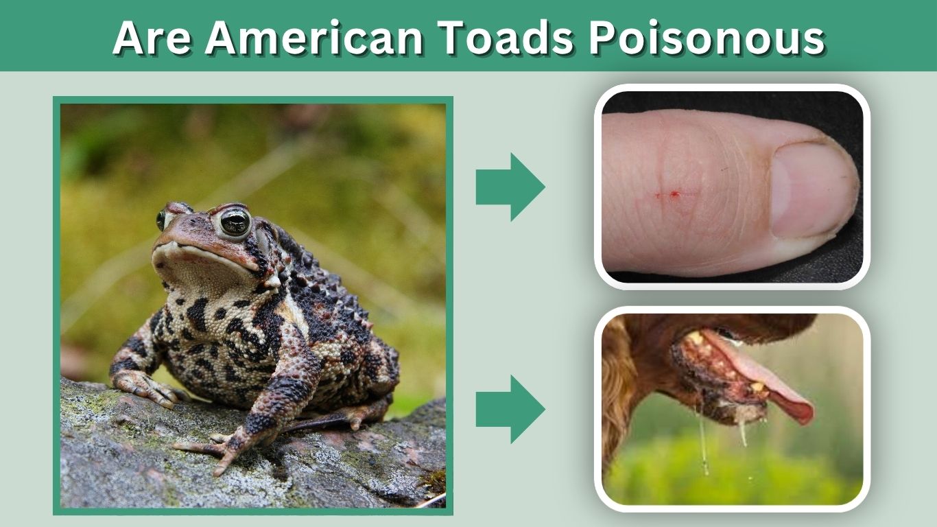 Are American Toads Poisonous? Safety for Humans and Pets