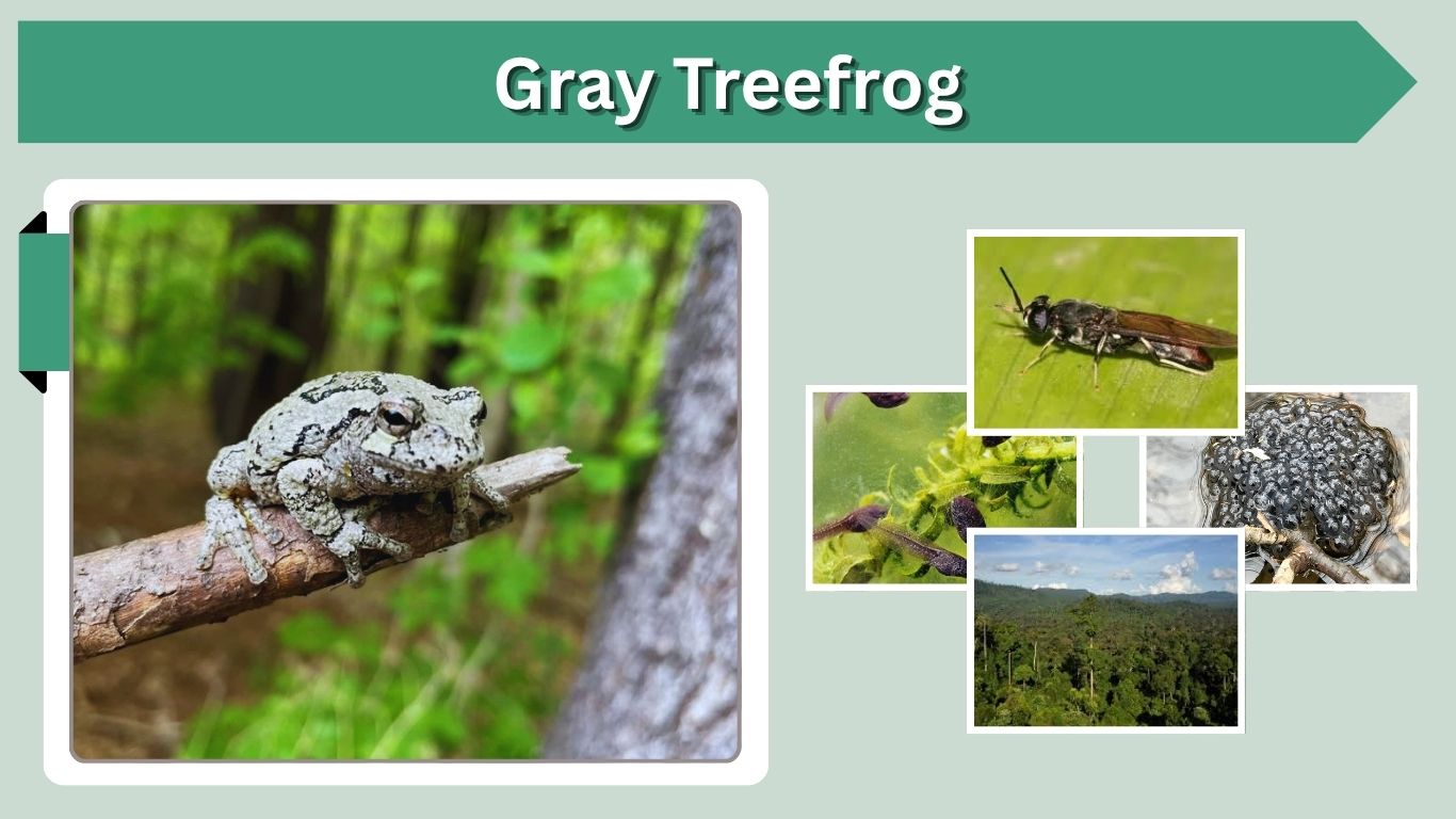 Gray Treefrog: Habitat, Diet, Lifespan and Facts