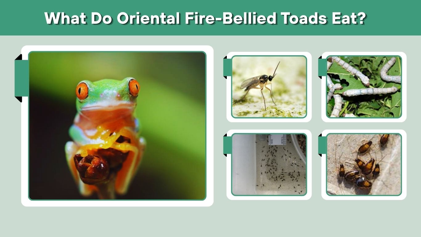 What Do Red-Eyed Tree Frogs Eat in the Wild and Captivity?