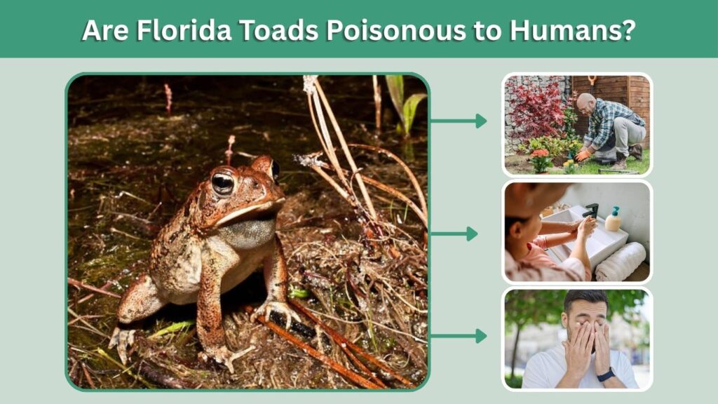 Are Florida Toads Poisonous to Humans?