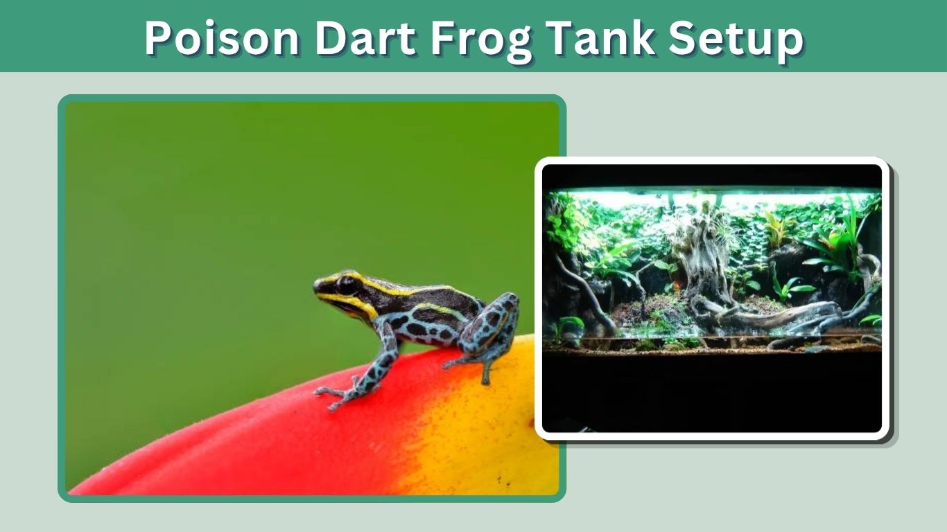 Poison Dart Frog Tank Setup: Step-by-Step Guide