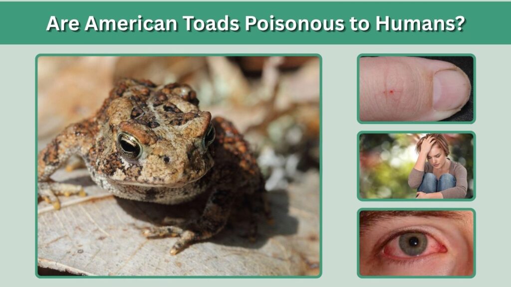 Are American Toads Poisonous to Humans?
