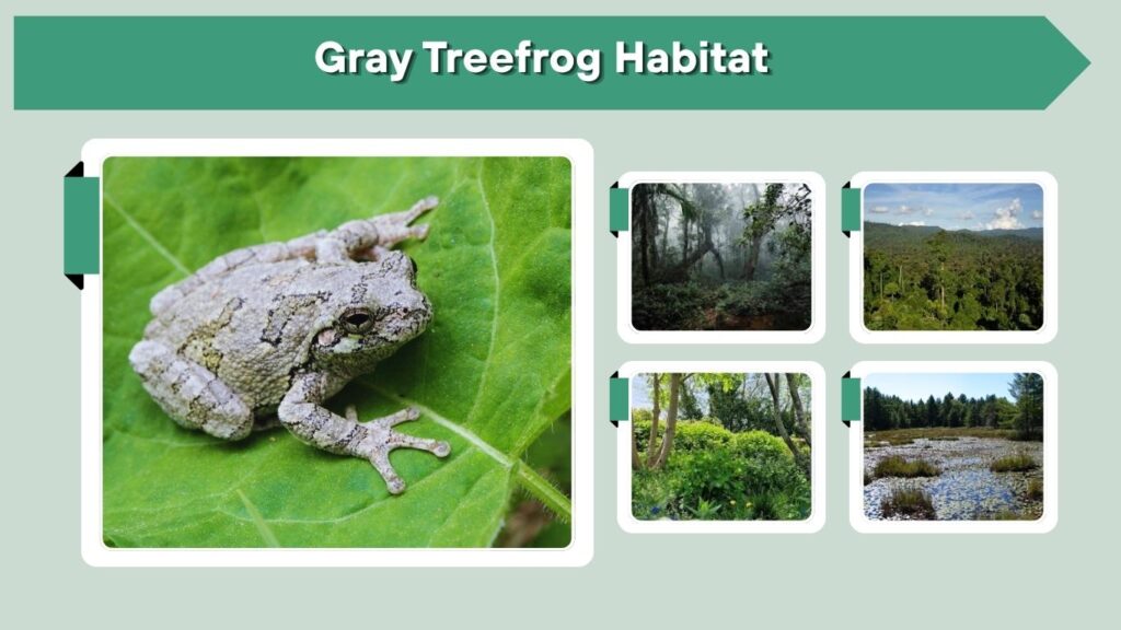Gray Treefrog Habitat