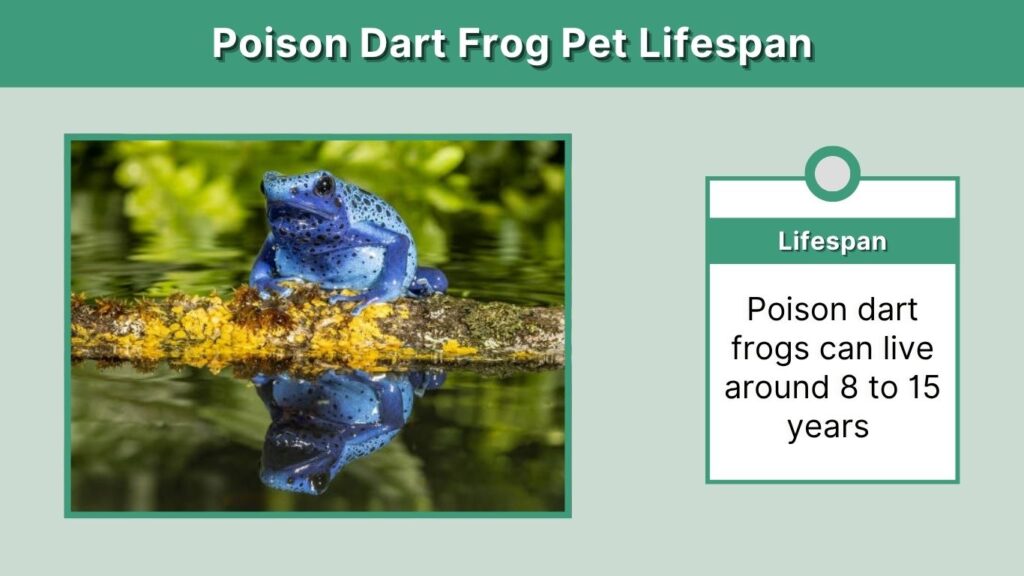 Poison Dart Frog Pet Lifespan