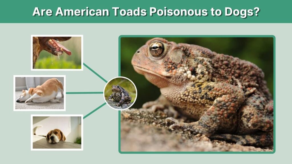 Are American Toads Poisonous to Dogs?