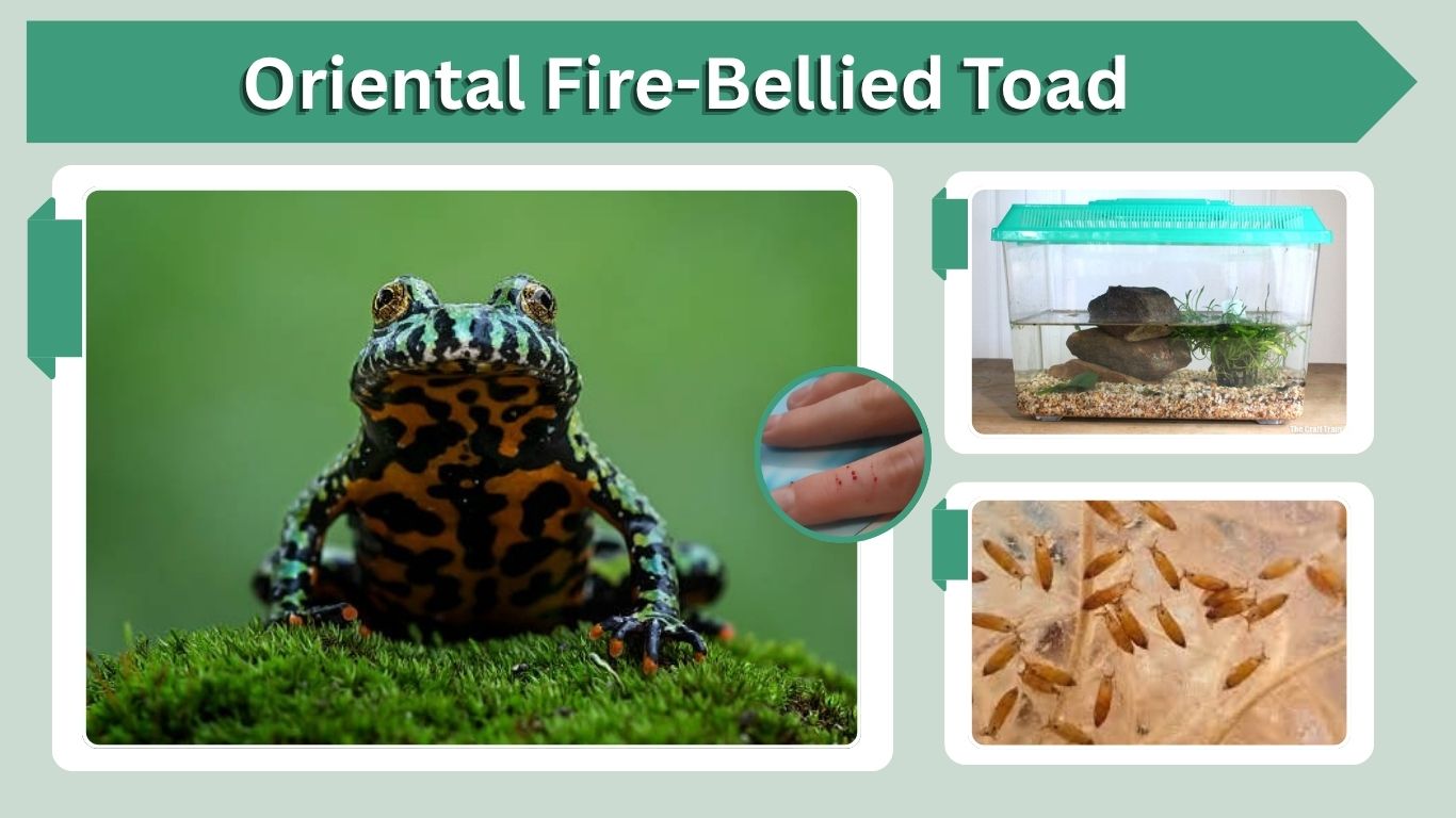 Oriental Fire-Bellied Toad: Care, Diet, Habitat & Facts
