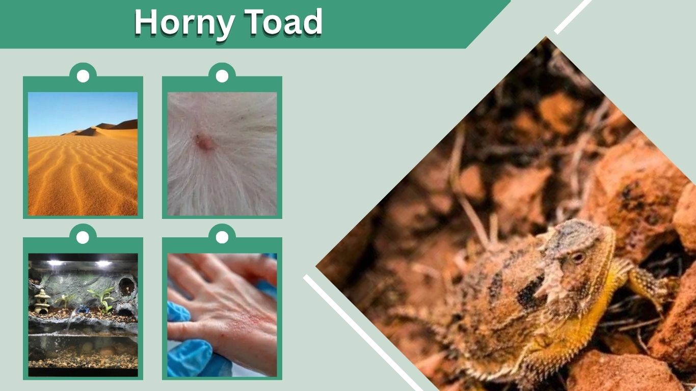 Horny Toad: Facts, Habitat, Diet, Defense and Pet Care