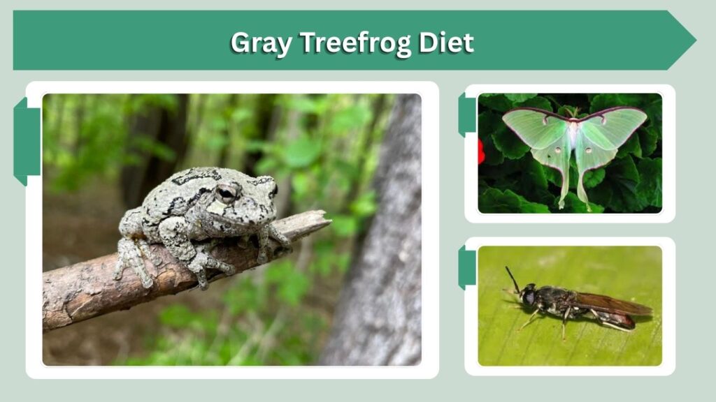 Gray Treefrog Diet