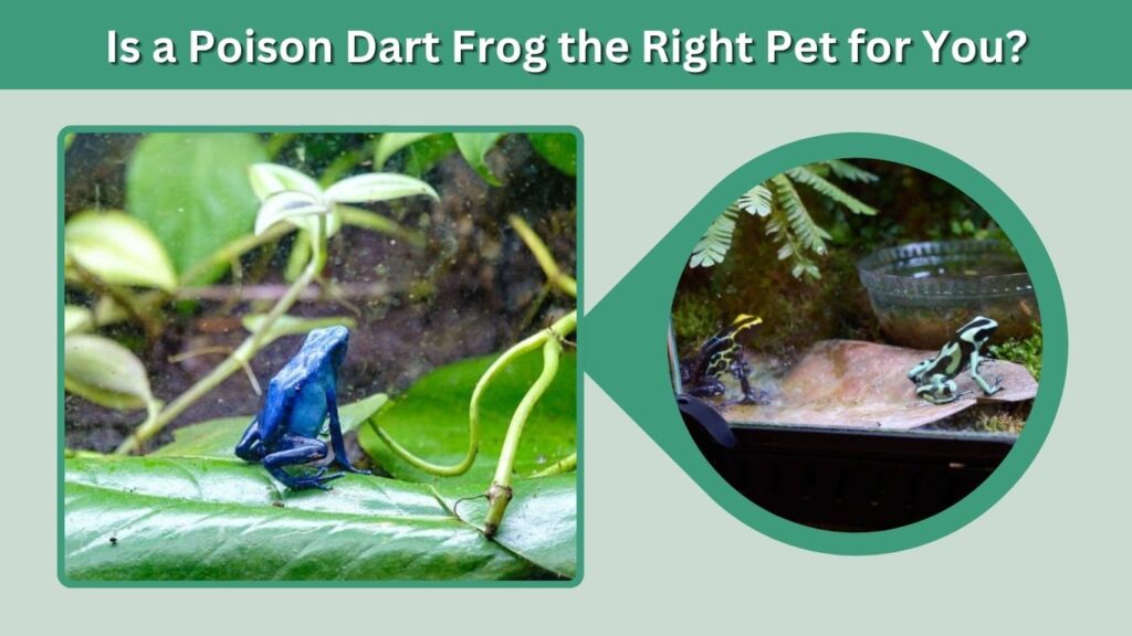 Is a Poison Dart Frog the Right Pet for You?