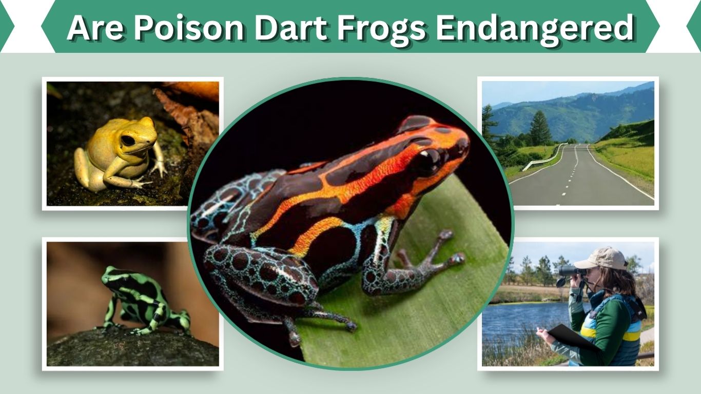 Are Poison Dart Frogs Endangered? Status, Threats and Facts