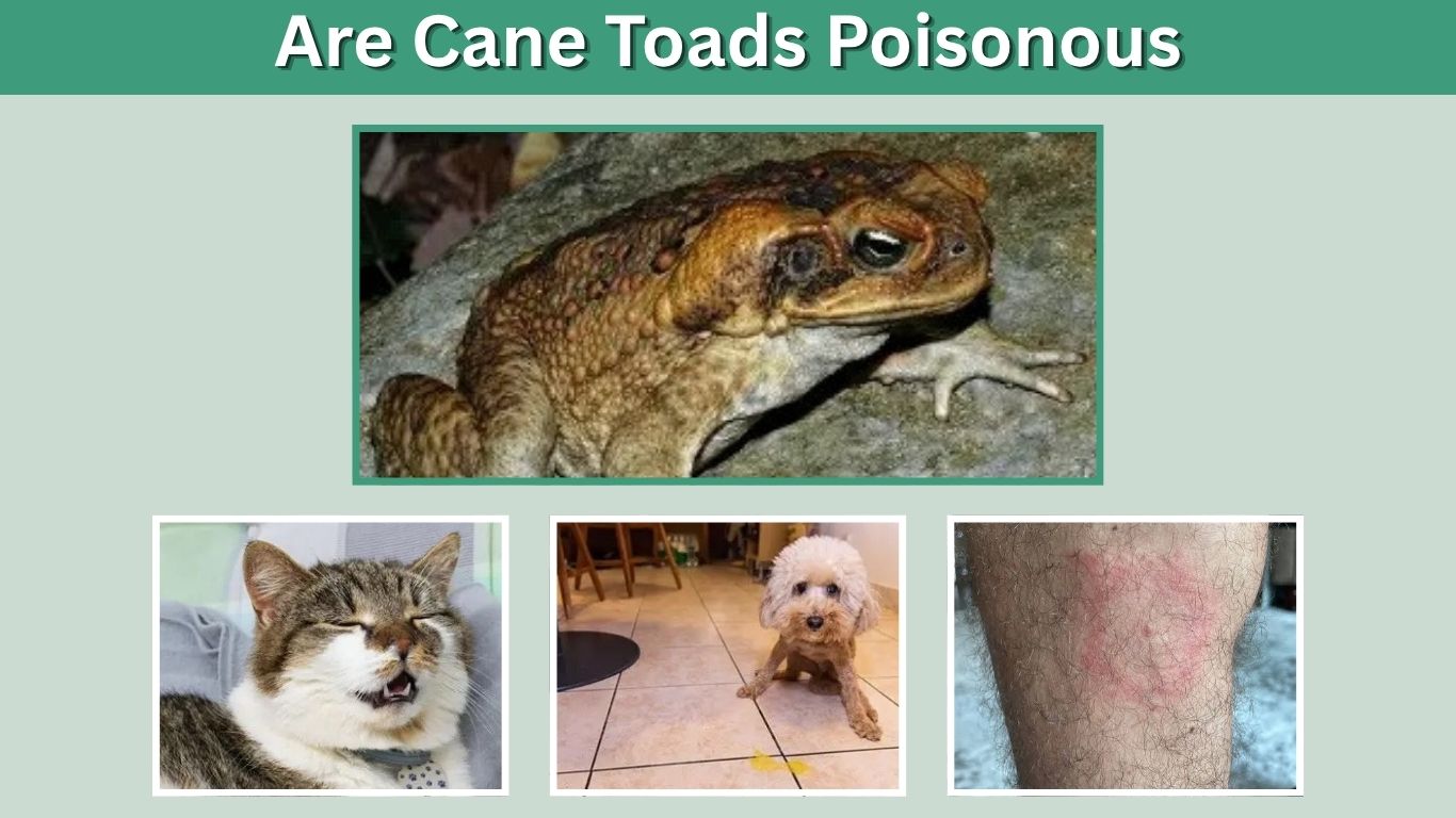 Are Cane Toads Poisonous? Dogs, Humans, Cats & Safety