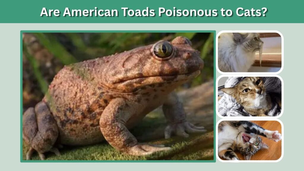 Are American Toads Poisonous to Dogs?