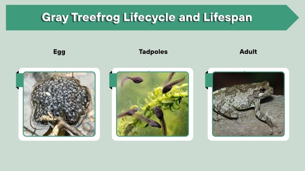 Gray Treefrog Lifecycle and Lifespan