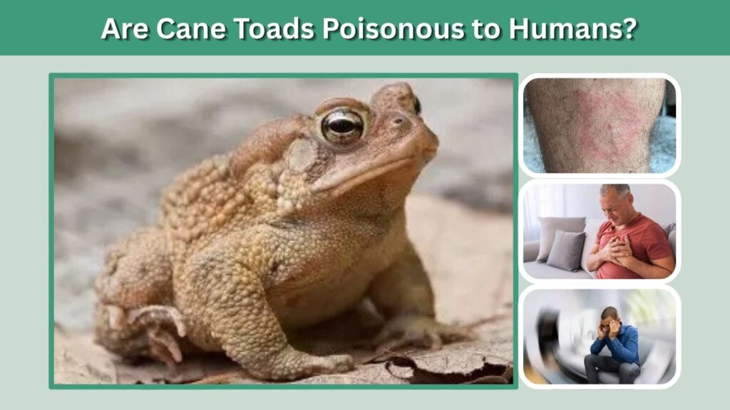 Are Cane Toads Poisonous to Humans?