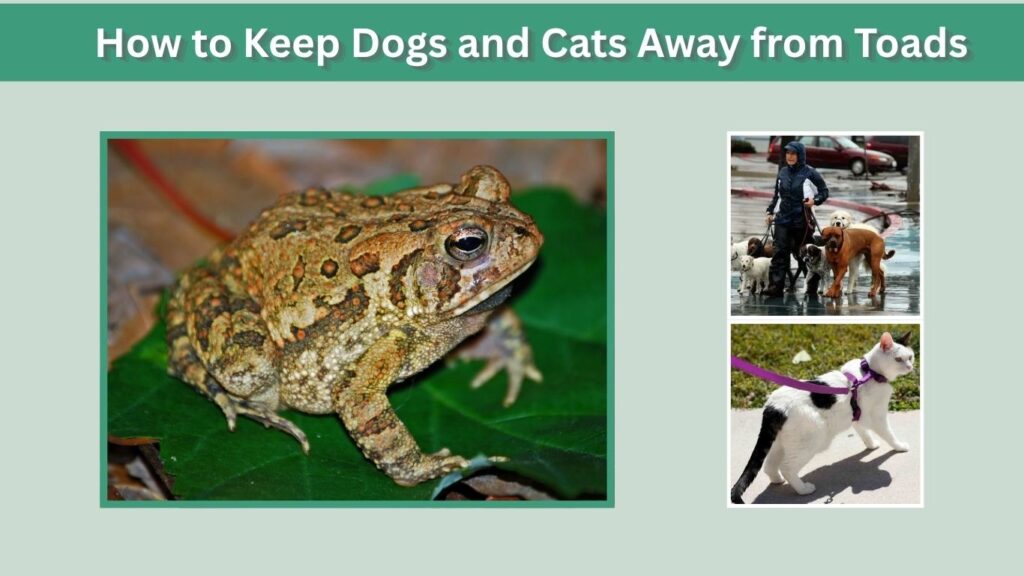 How to Keep Dogs and Cats Away from Toads