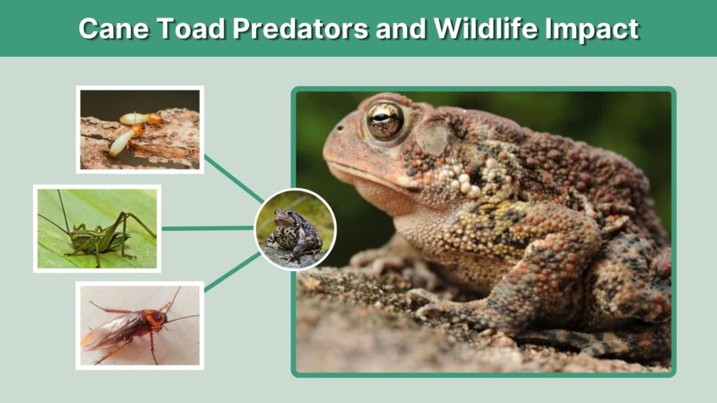 Cane Toad Predators and Wildlife Impact