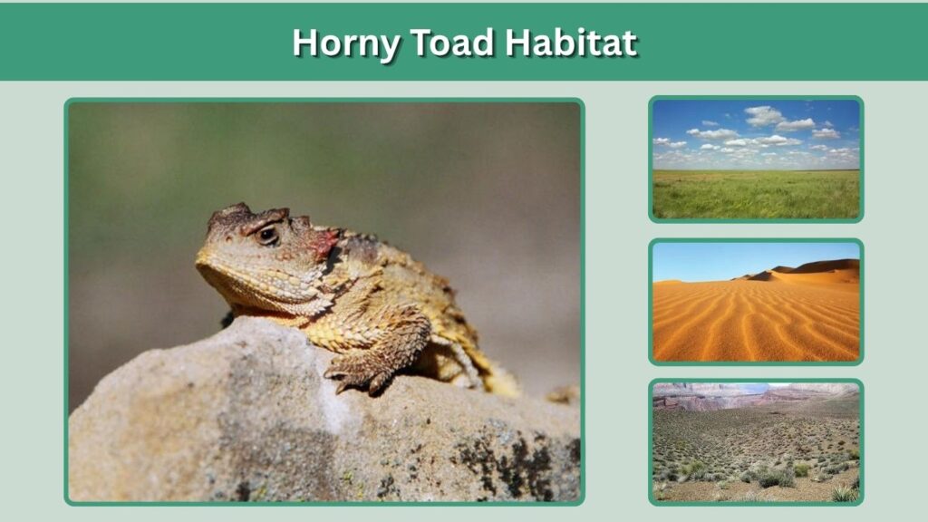 Horny Toad Habitat