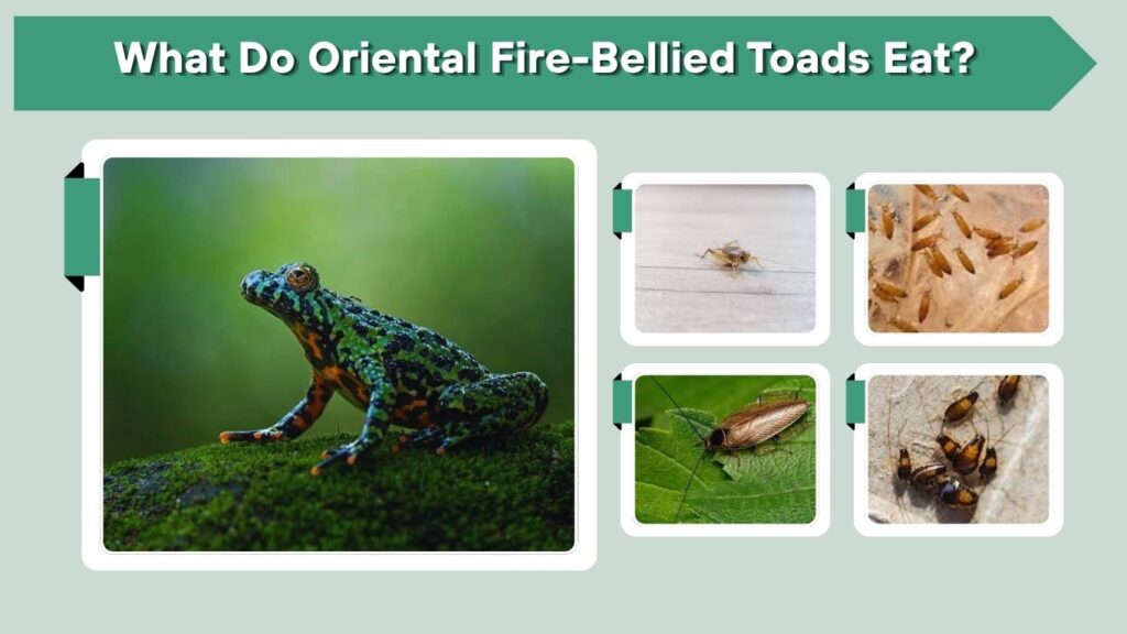 What Do Oriental Fire-Bellied Toads Eat?