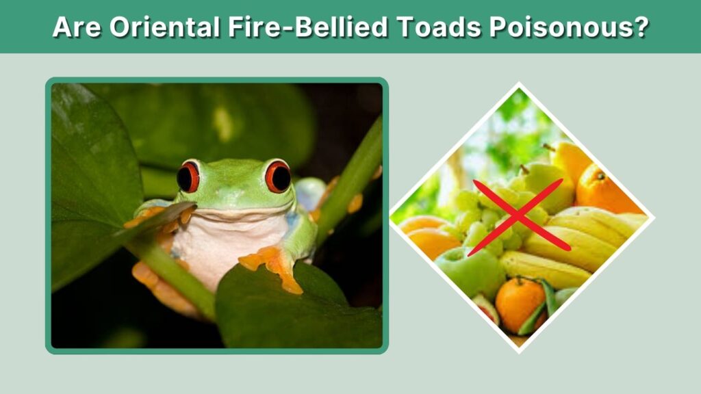 Foods Red-Eyed Tree Frogs Should Not Eat