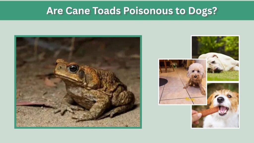Are Cane Toads Poisonous to Dogs?