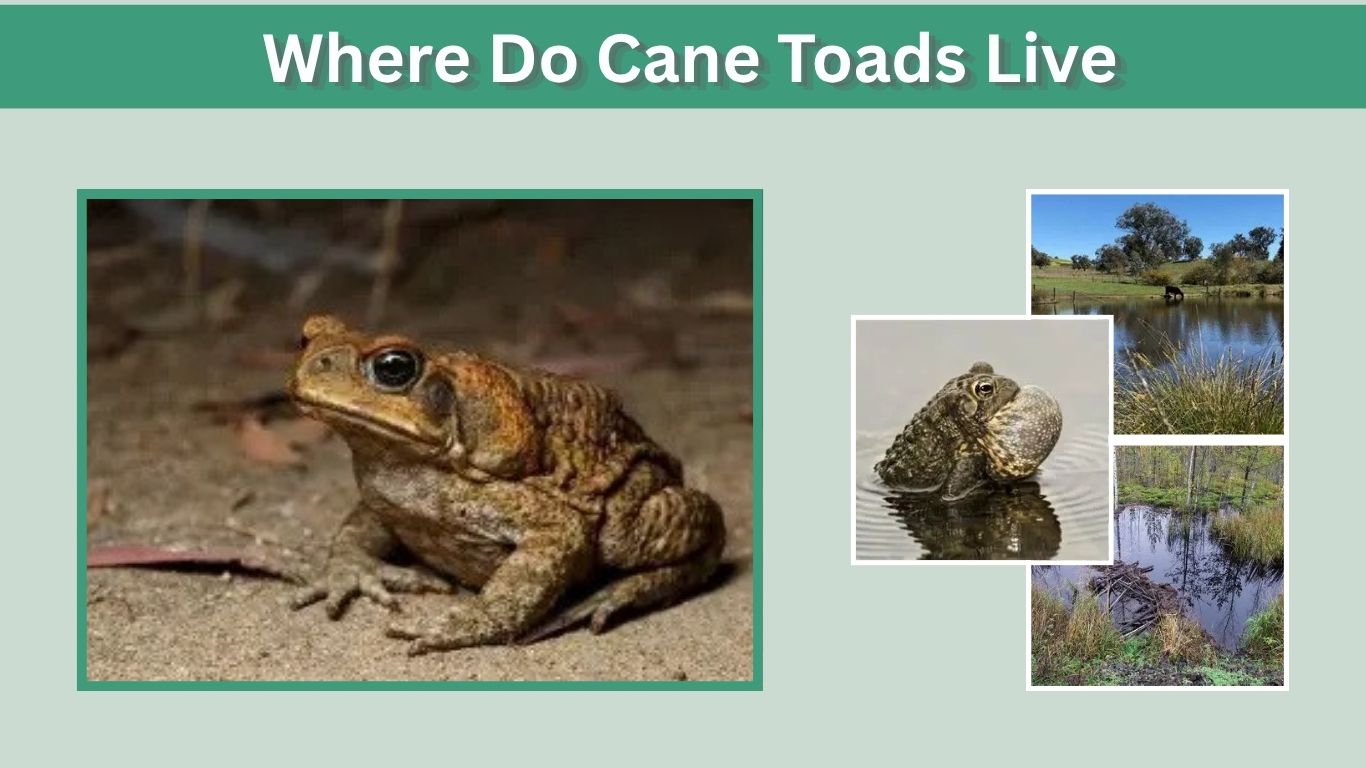 Where Do Cane Toads Live? Habitat and Range Guide