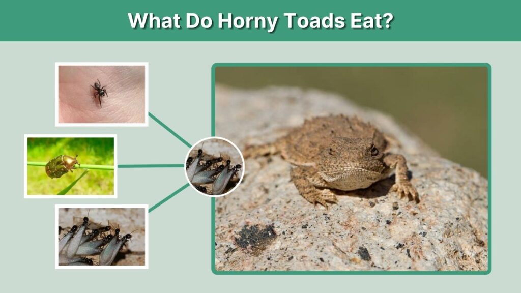 What Do Horny Toads Eat?