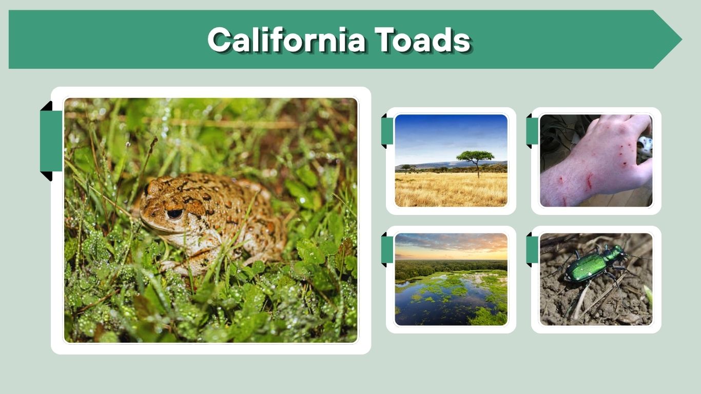 California Toads: Species, Habitat, Poison, Care & Facts